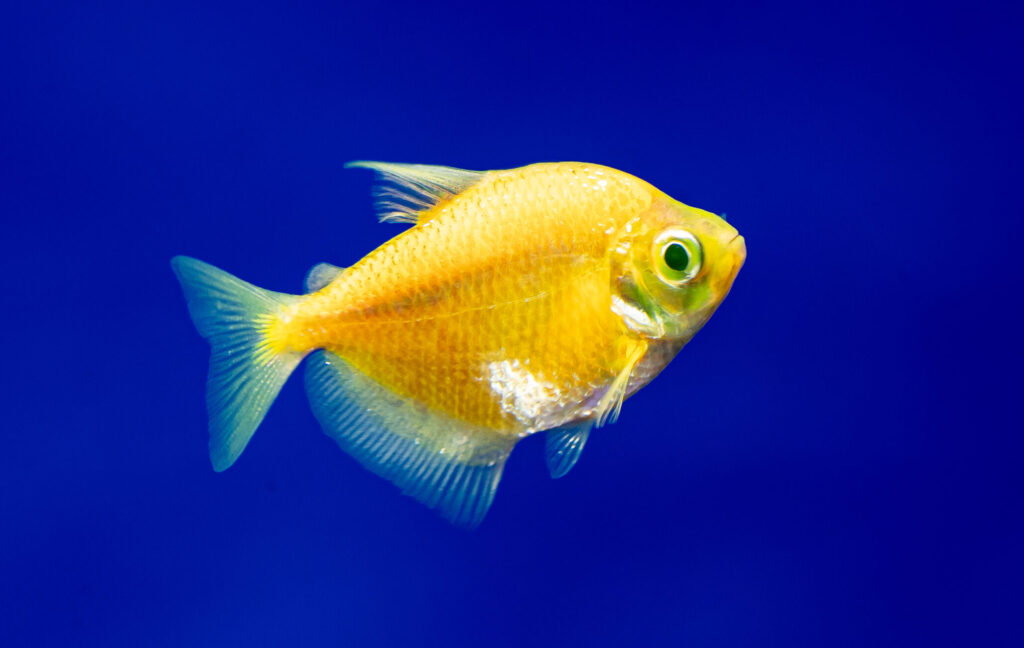 Yellow Glow Tetra