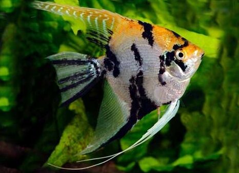 Gold Marble Angel Fish