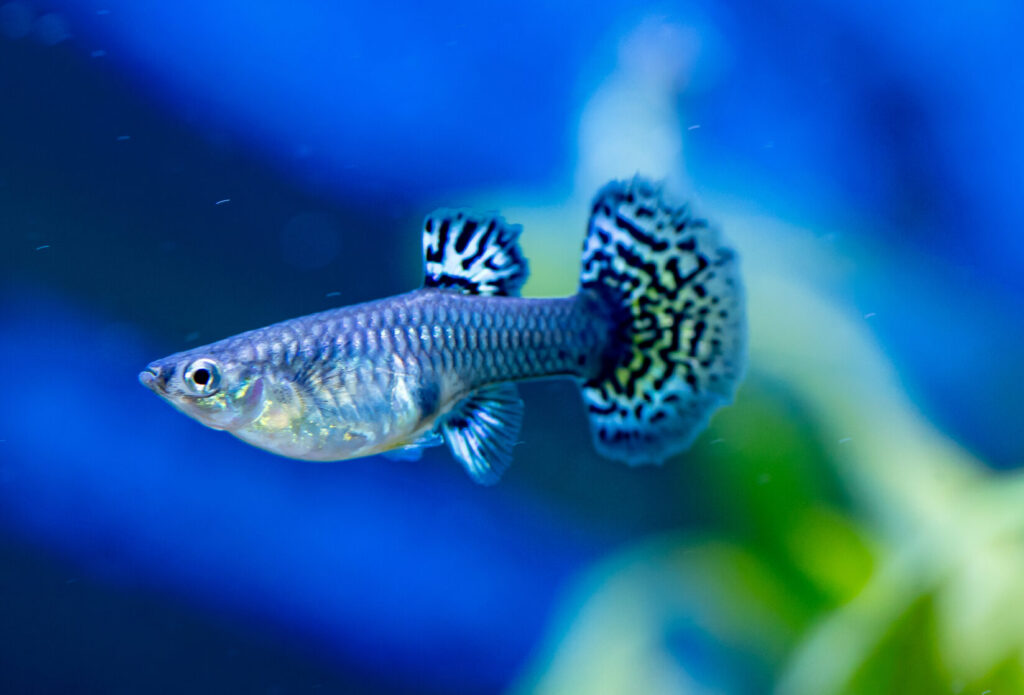 Guppy-Poecilia Reticulata