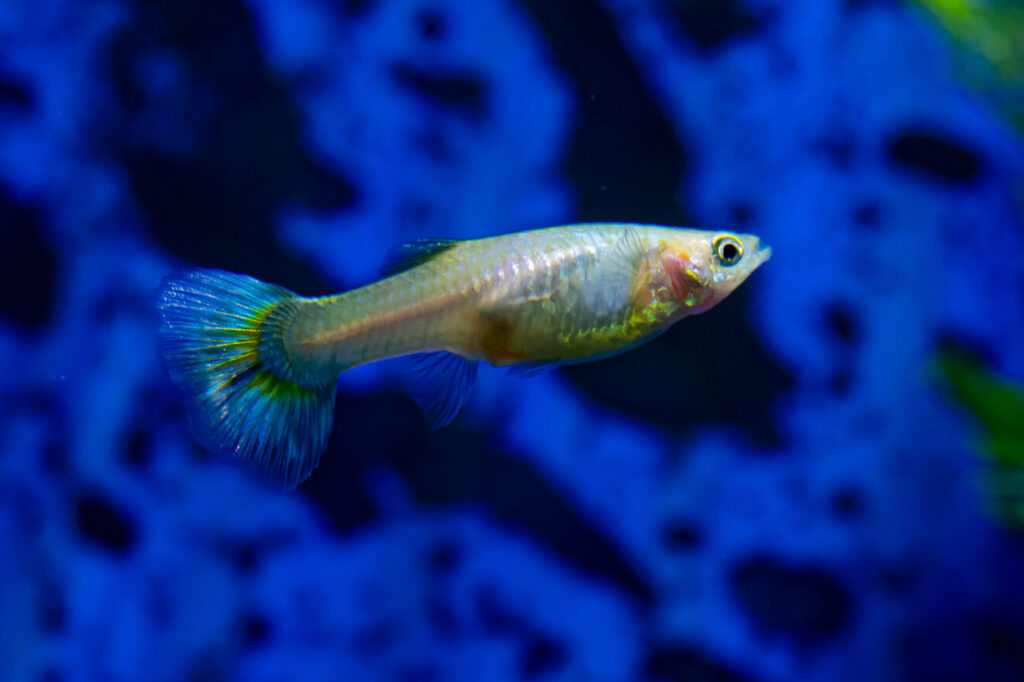 Guppy-Poecilia Reticulata