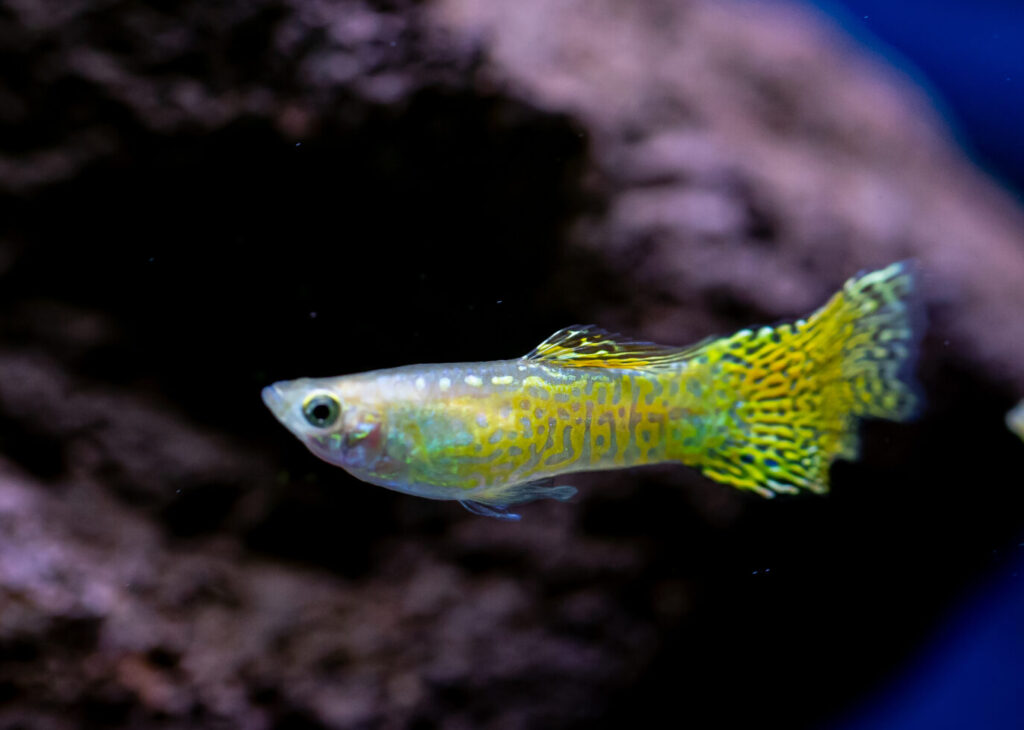Guppy-Poecilia Reticulata