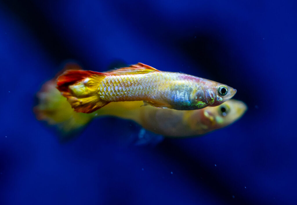 Guppy-Poecilia Reticulata