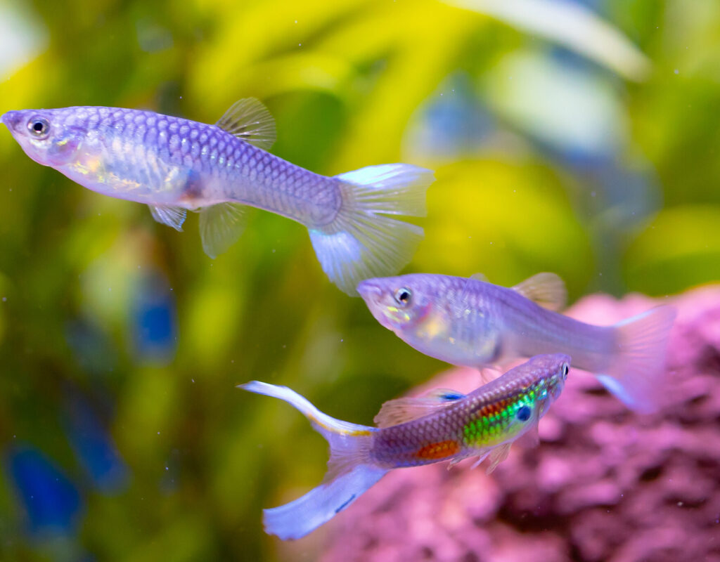 Guppy-Poecilia Reticulata