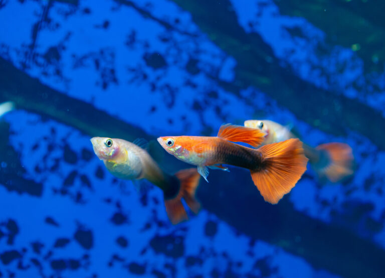 Guppy Fish