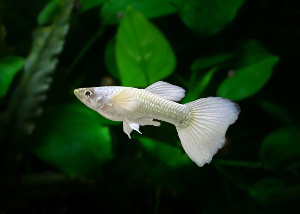 Luminus White Guppy