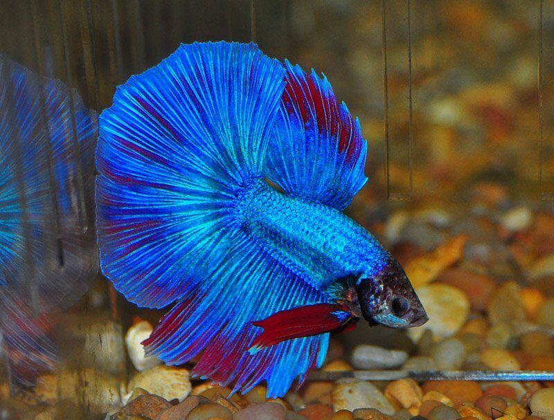 Halfmoon Betta Fish