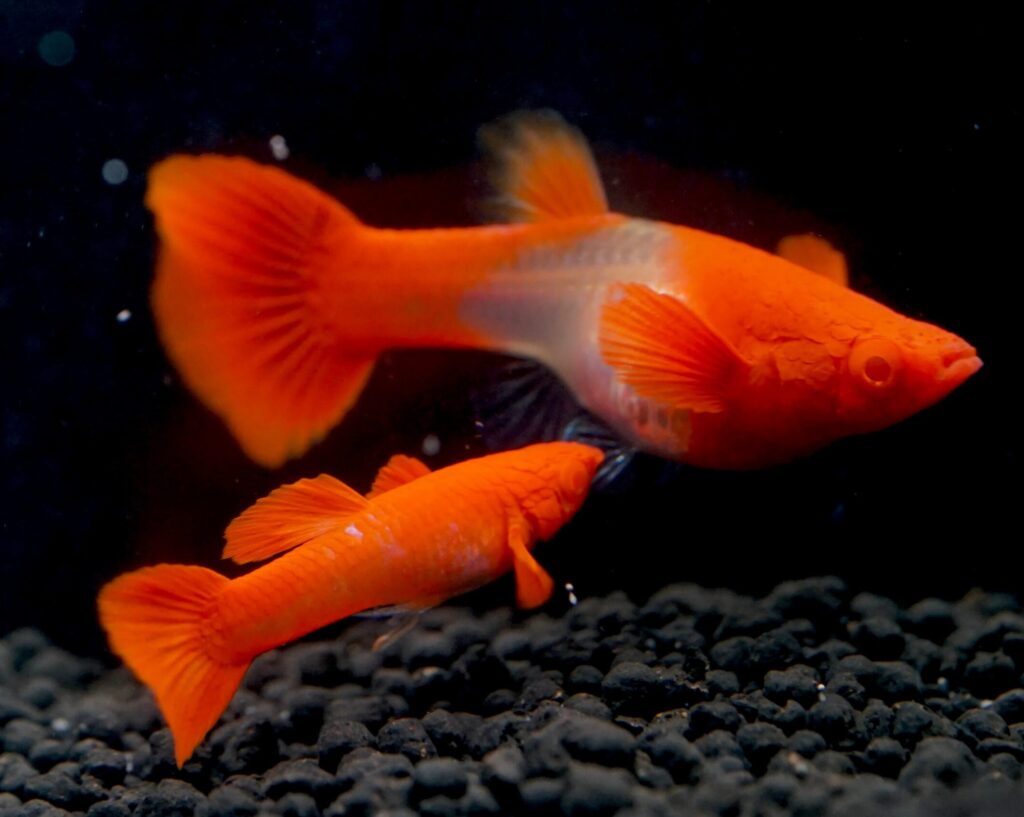 Albino Red Ear