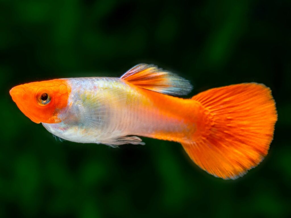 kohako Guppy