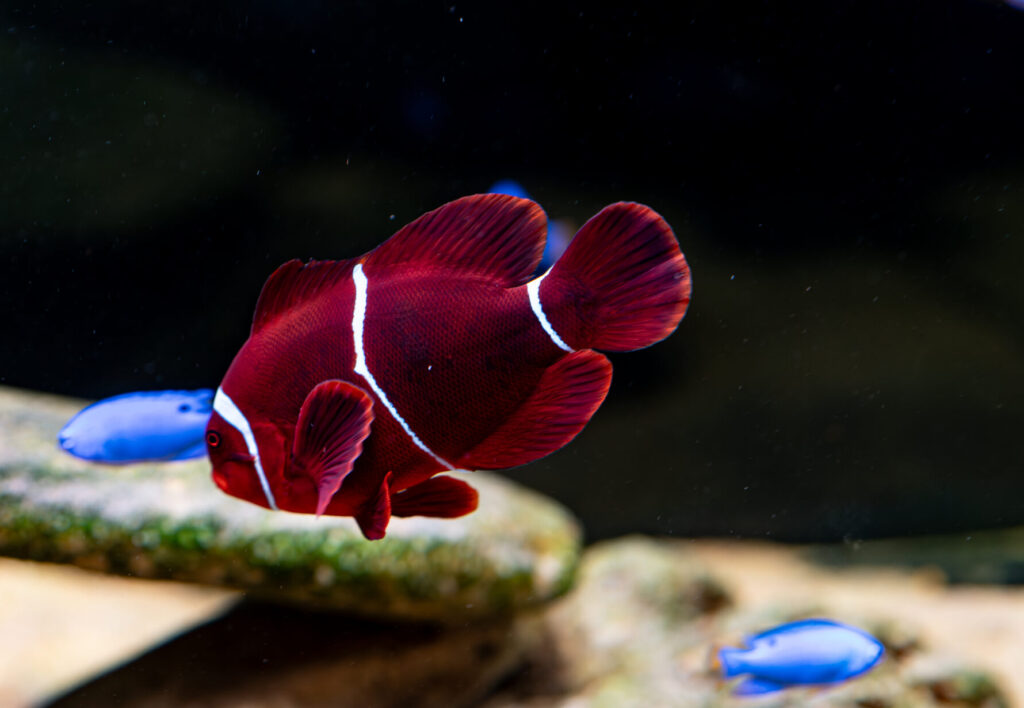 Maroon Clown Fish