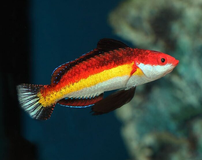 Naoko Wrasse