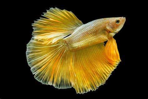 Gold Betta Fish