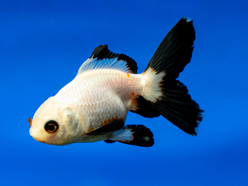 Panda Gold Fish