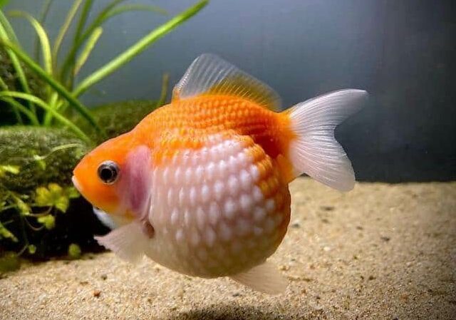 Pearlscale Gold Fish