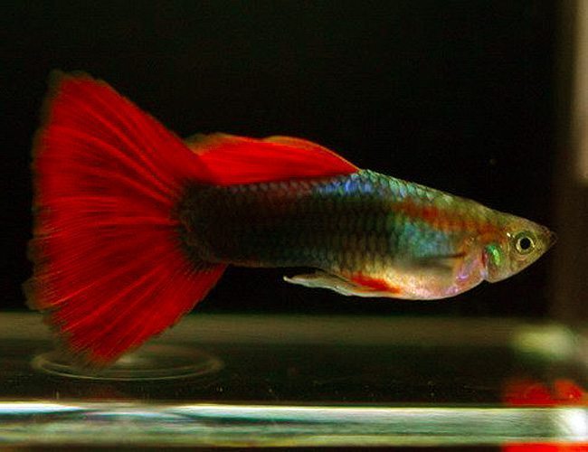 Red Blond Tuxedo Guppy