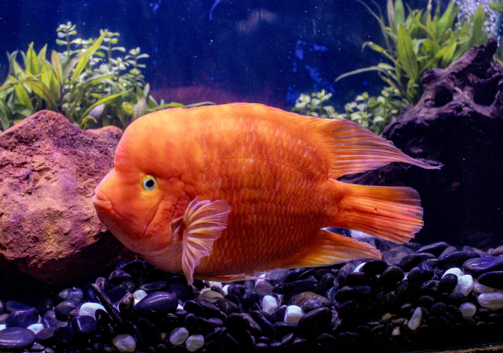 Red Devil