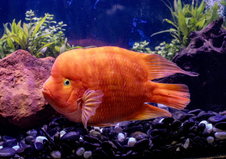 Red Devil