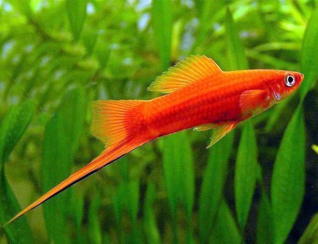 Red Swordtail Fish
