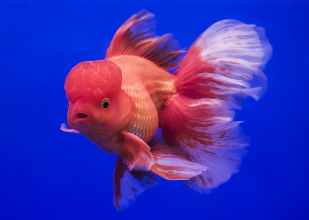 Oranda Gold Fish
