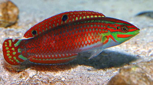 Red Lined Wrasse