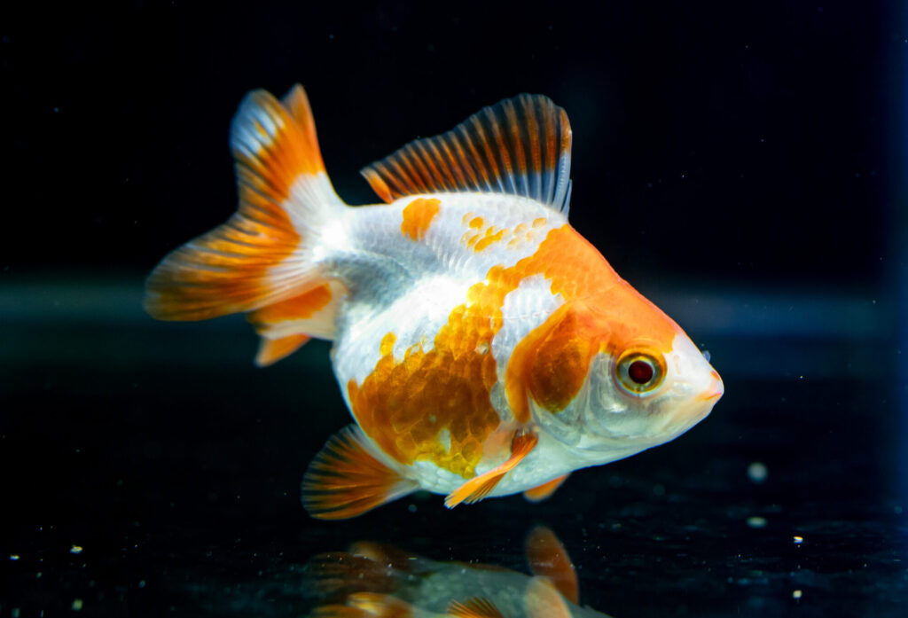 Rayukin Gold Fish