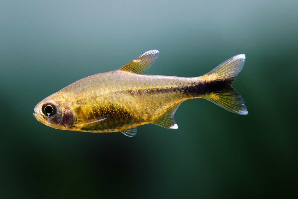 Silver Tip Tetra