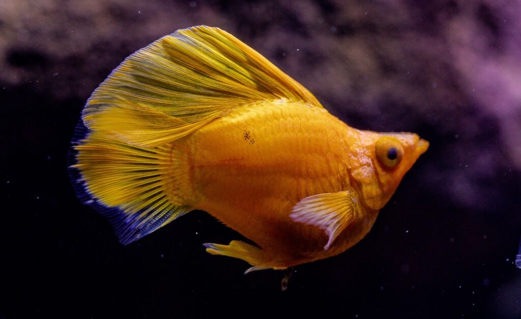 Sunkist Sailfin Balloon Molly