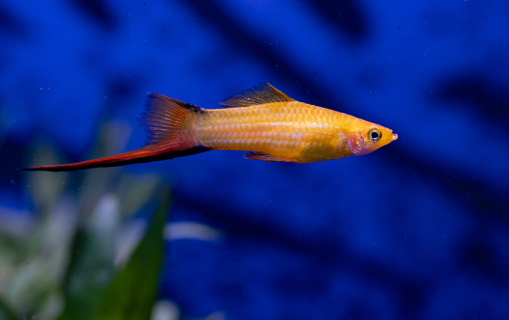 Golden Comet Swordtail Fish