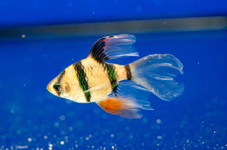 Wailtail Tiger Barb Fish