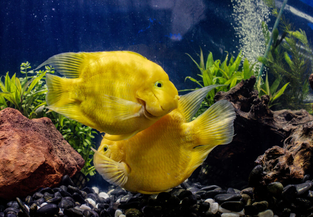 Yellow Parrot