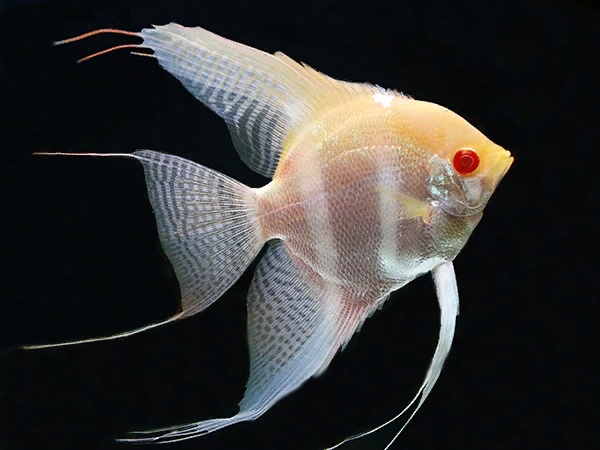 Albino Manacapuru Angel Fish