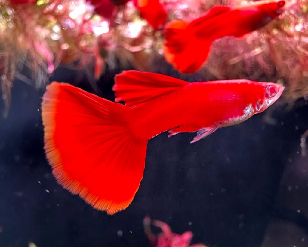 Albino Full Red