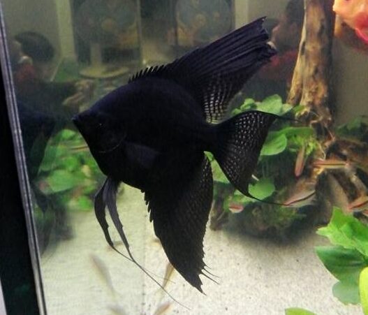Black Angel Fish