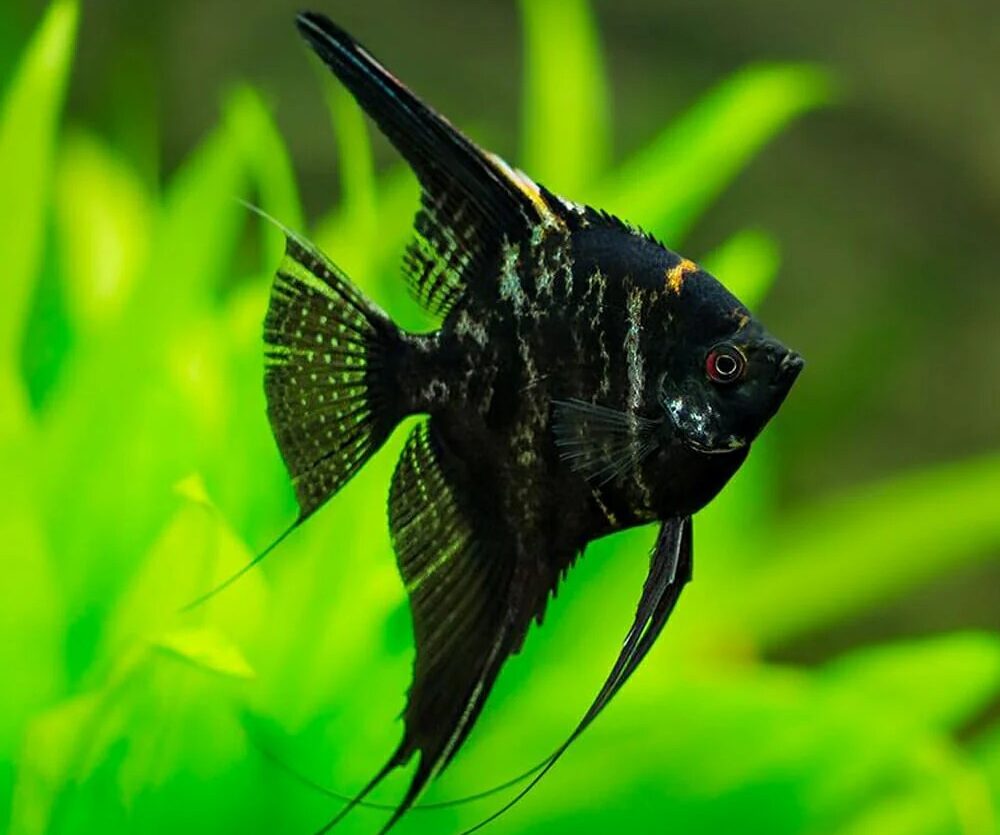 Black Marble Angel Fish