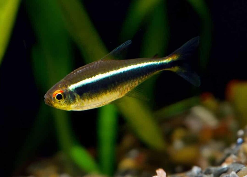 Black Neon Tetra