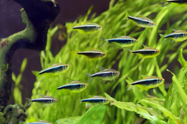 Tetra Fish