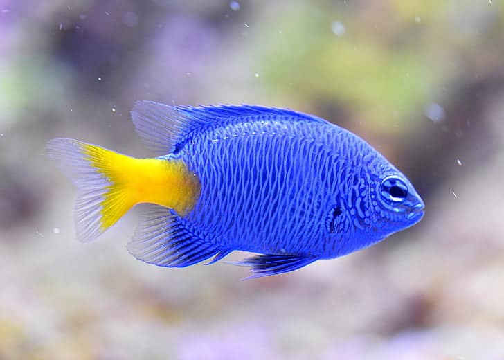 Yellowtail Blue Damsel