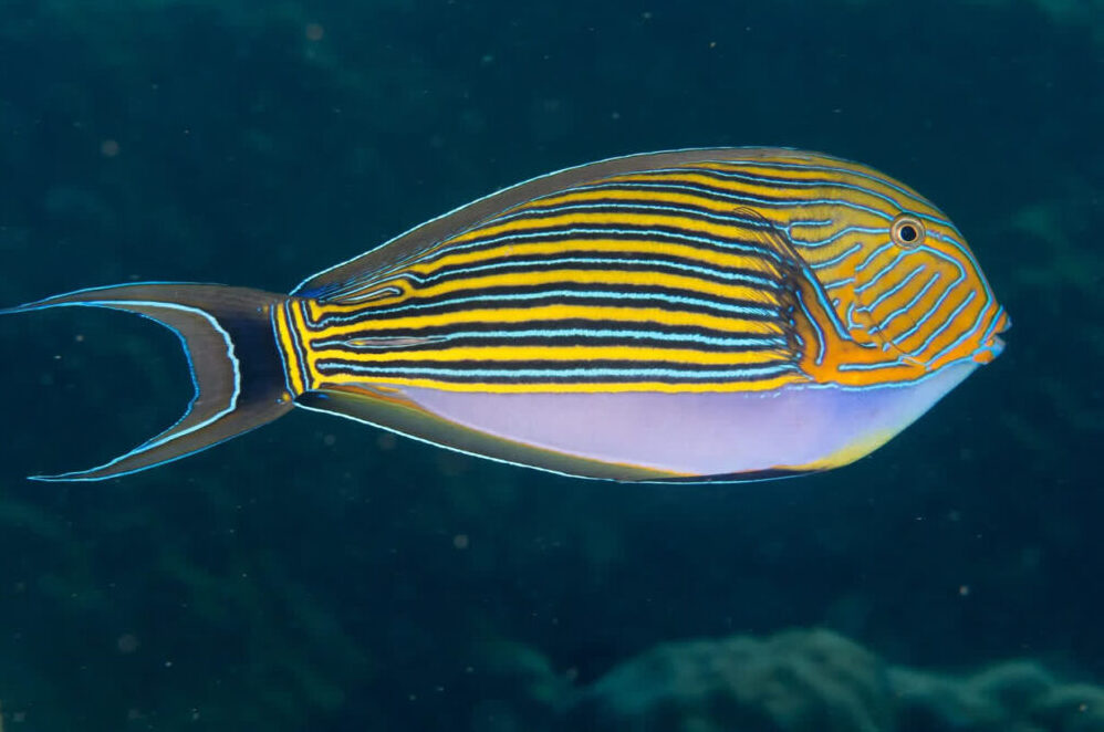 Clown Surgeon Tang Fish