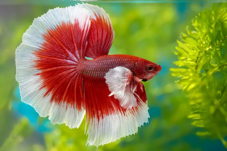 Betta Fish