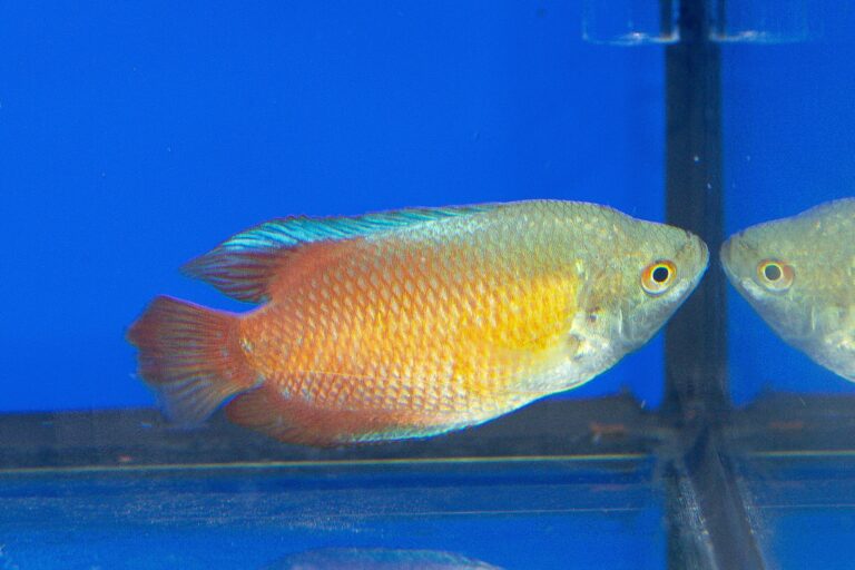 Dwrf Gourami