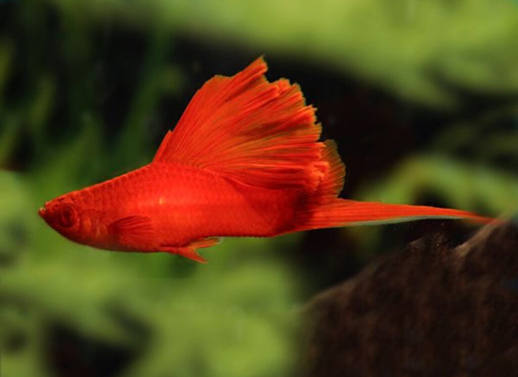 Cauliflower Swordtail Fish