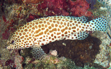 Honeycomb Grouper