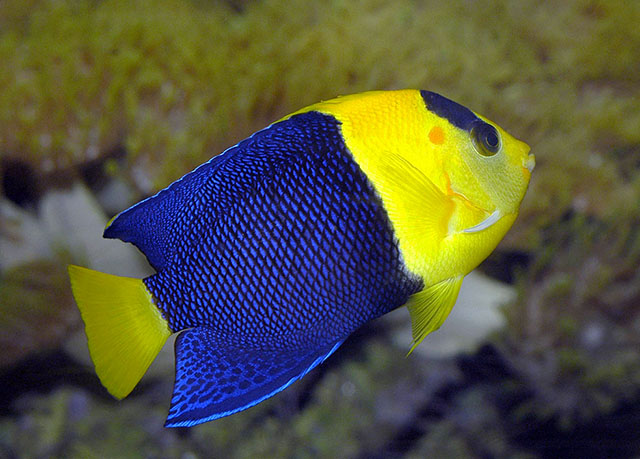 Bicolor Angel Fish