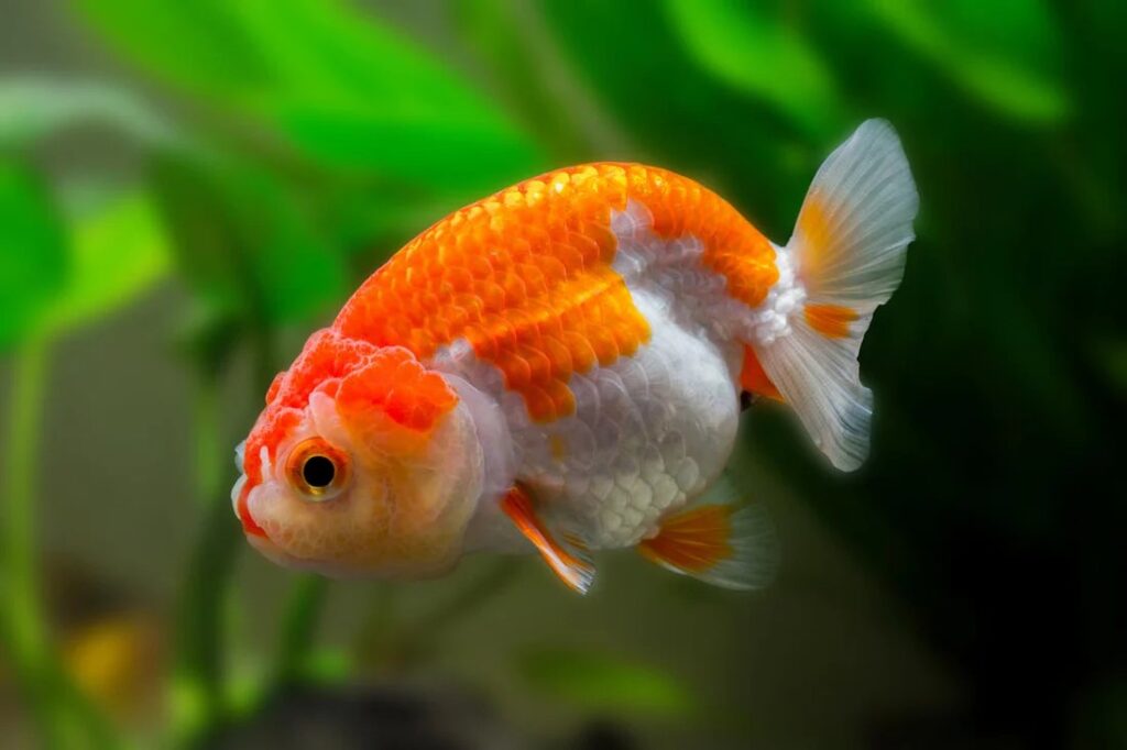 Ranchu Gold Fish