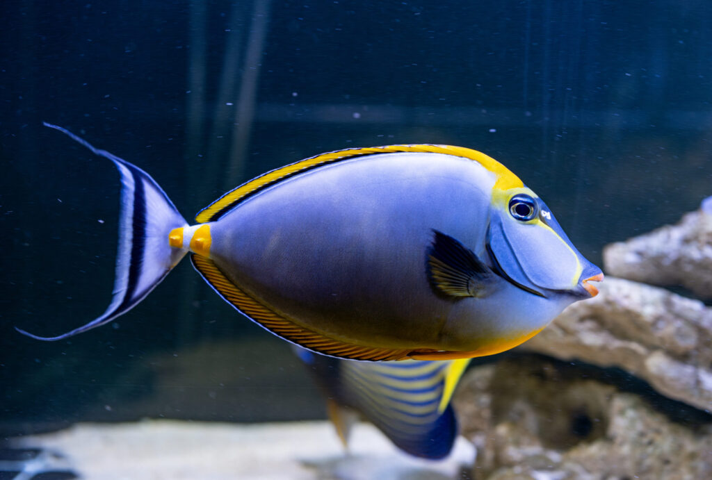 Orange Spine Unicorn Tang Fish