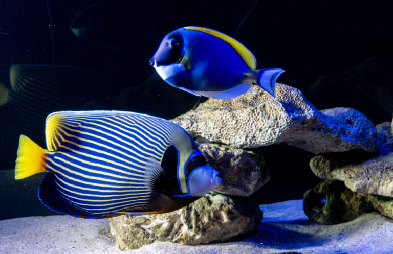 Angels & Butterfly Fish