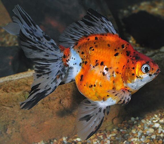 Caloco Gold Fish