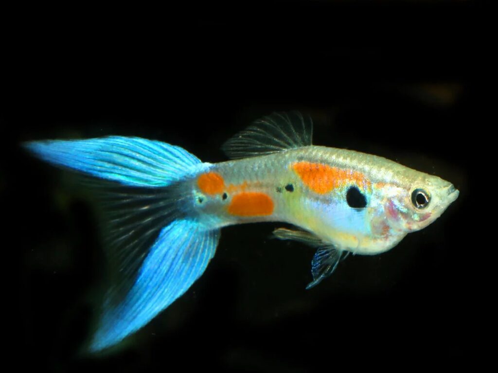 Blue Scissor Tail Guppy