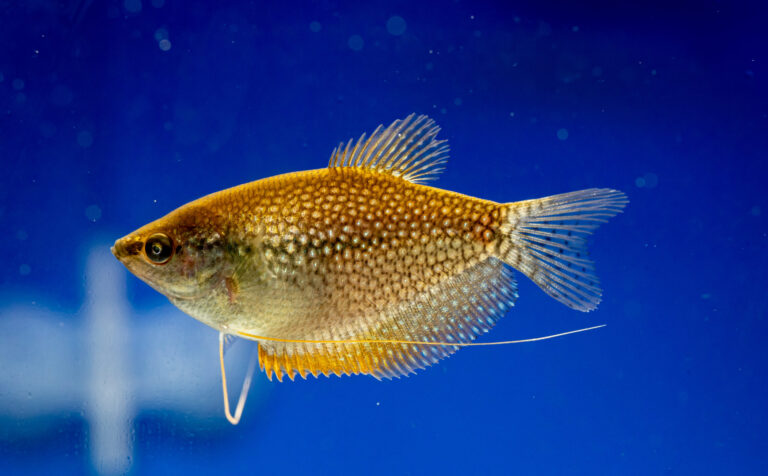 Pearl Gourami