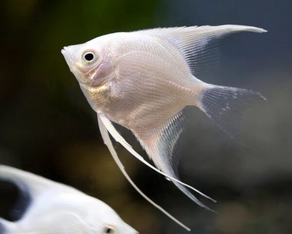 Platinum Angel Fish