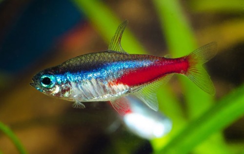 Neon Tetra